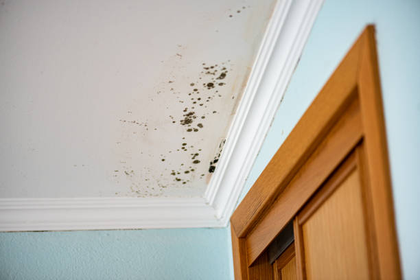 Best Black Mold Removal  in Fort Morgan, CO